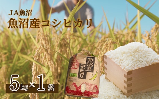 令和7年産 魚沼産コシヒカリ 5kg クラフト袋 JA魚沼 【0002-JA03-03】