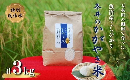 令和8年産 特別栽培米 魚沼産こしひかり3kg「冬井のかがやき米」 白米 魚沼 米 アスカ冬井