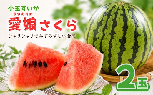 【 先行予約 】令和8年産 愛娘さくら 小玉スイカ 2玉 新潟県小千谷産 農園ビギン すいか 西瓜 小玉 まなむすめ シャリシャリ みずみずしい 甘い 夏の味覚 果物 フルーツ 季節限定 贈答 ギフト 新潟県 小千谷市 【0002-0047】