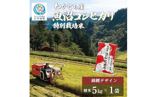 【錦鯉デザイン コシヒカリ 5kg】令和8年産 新米 魚沼産コシヒカリ 特別栽培米 棚田米 精米5kg 錦鯉発祥の地・小千谷産 | 魚沼産こしひかり 魚沼コシヒカリ 新潟県産コシヒカリ 新潟産コシヒカリ こしひかり 特別栽培米 棚田米 錦鯉 縁起物 内祝い お米 米 白米 精米 コメ 5キロ 新潟県 小千谷市 【0002-0148】