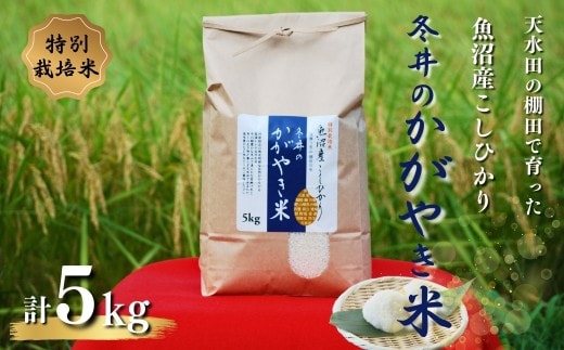 令和8年産 新米 先行予約 特別栽培米 魚沼産こしひかり5kg「冬井のかがやき米」 白米 魚沼 米 アスカ冬井