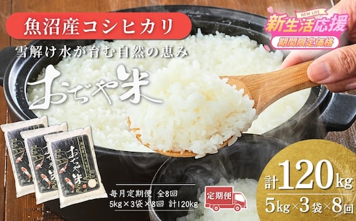 【8か月定期便（毎月発送）】 令和7年産 新潟県 魚沼産コシヒカリ「おぢや米」合計120kg(5kg×3袋×全8回)【0002-JA24DB00-02】