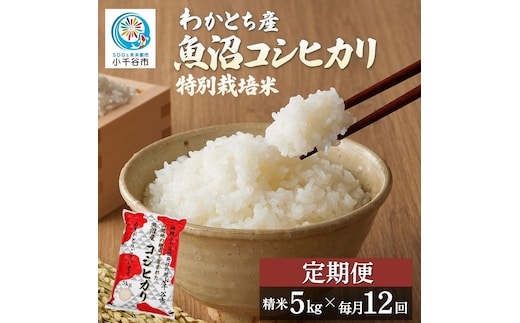 【12か月定期便 魚沼産コシヒカリ 錦鯉デザイン】令和8年産 新米 コシヒカリ 特別栽培米 棚田米 精米 合計60kg（5kg×毎月お届け全12回） 錦鯉発祥の地・小千谷 | 魚沼産こしひかり 魚沼コシヒカリ 新潟県産コシヒカリ 新潟産コシヒカリ 錦鯉 縁起物 内祝い お米 米 白米 新潟県 小千谷市 【0002-WA04DB00】