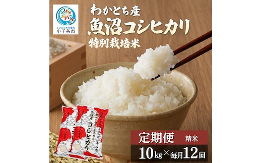 【12か月定期便 魚沼産コシヒカリ 錦鯉デザイン】令和8年産 新米 コシヒカリ 特別栽培米 棚田米 精米 合計120kg（10kg×毎月お届け全12回） 錦鯉発祥の地・小千谷 | 魚沼産こしひかり 魚沼コシヒカリ 新潟県産コシヒカリ 新潟産コシヒカリ 錦鯉 縁起物 内祝い お米 米 白米 新潟県 小千谷市 【0002-WA08DB00】