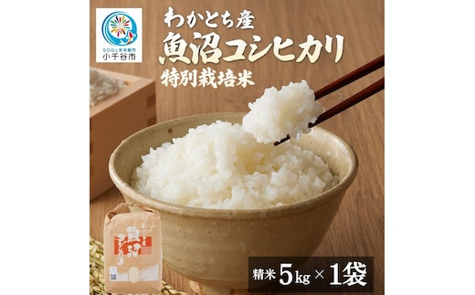 【令和8年産】わかとち産 棚田で作る特別栽培米の魚沼コシヒカリ 棚田米 5kg Mt.ファームわかとち | 新潟県産 小千谷市【0013-0003】