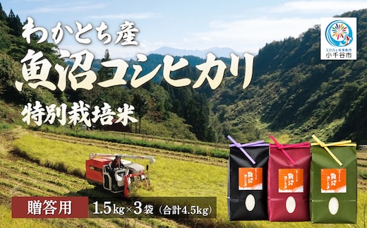 【令和8年産】わかとち産 魚沼コシヒカリ 特別栽培 棚田米 贈答用1.5kg×3袋