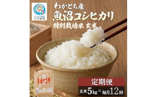 【12か月定期便 コシヒカリ】令和8年産 玄米 魚沼産コシヒカリ 特別栽培米 わかとち産 棚田米 合計60kg（5kg×毎月お届け全12回）Mt.ファームわかとち 新潟県 小千谷市