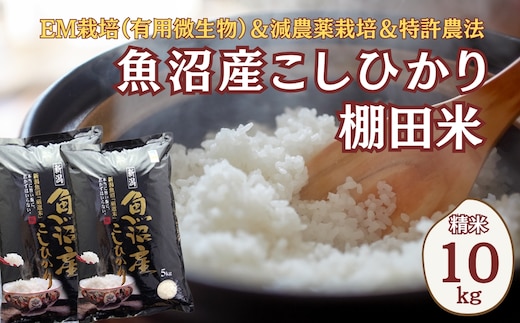 令和7年産】魚沼産コシヒカリ棚田米 精米 5kg×2袋 佐藤農場 | d