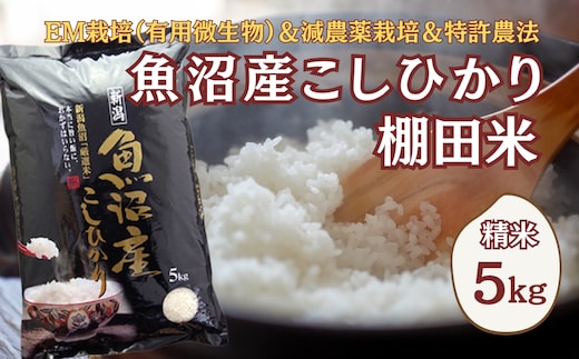 【令和8年産 先行予約】農家直送の棚田米 魚沼産コシヒカリ 白米 精米 合計5kg 佐藤農場 | 新潟県産 コシヒカリ お米 米 おこめ こめ コメ こしひかり 白米 精米 魚沼産 ブランド米 人気 おすすめ 産地直送 【0018-SN01】