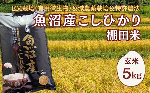 【令和8年産 先行予約】農家直送の棚田米 魚沼産コシヒカリ 玄米5kg(5kg×1袋) 佐藤農場 | 新潟県産 コシヒカリ お米 米 おこめ こめ コメ こしひかり 玄米 魚沼産 ブランド米 人気 おすすめ 産地直送 【0018-SN21】