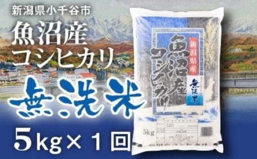 先行予約 魚沼産コシヒカリ 無洗米 5kg 令和8年産 コシヒカリ 米太 こしひかり