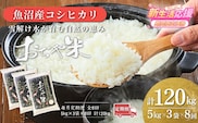 【8か月定期便(毎月)】令和7年産 魚沼産コシヒカリ｢おぢや米｣合計120kg(5kg×3袋×全8回) コシヒカリ JA魚沼 こしひかり