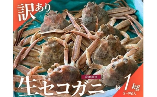 【1月～3月発送】【訳あり】冷蔵便 生セコガニ 約1kg（5～9尾入）1079005