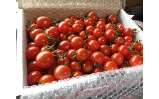 【数量・期間限定】新潟県村上市産 フルーツミニトマト「エコスイート」 1.5kg～ 食べるトマトジュース！一度食べたら忘れられない味～（みどり認定事業者）1040011