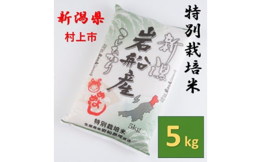 【令和7年産米】特別栽培米 新潟県村上市岩船産 コシヒカリ5kg 1013005 米 白米 精米 お米