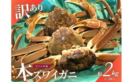 【11月～2月発送】【訳あり】本ズワイガニ 約2kg（2～6尾入）新潟県村上市寝屋漁港産 1079001