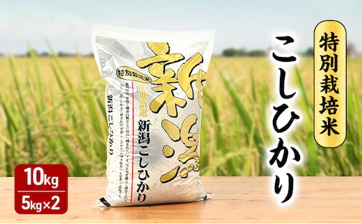 令和7年 新潟県産コシヒカリ 特別栽培米 10kg 10キロ 5kg×2 上越市 三和区神田 富永農産 有機肥料、自家製たい肥を使用し米つくり 送料無料