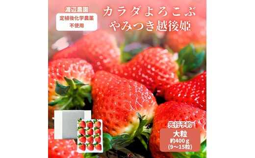 【先行予約｜2027年4月上旬より出荷開始】いちご 大粒 カラダよろこぶ 越後姫 約400g×1パック (9～15粒入り) 定植後化学農薬不使用 イチゴ 苺 渡辺農園 上越市 新潟県
