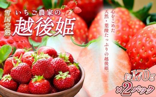 いちご 雪国完熟いちご越後姫 約170g×2P 苺 イチゴ フルーツ 完熟 越後 新潟