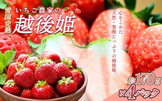 いちご 雪国完熟越後姫 約170g×4P 苺 イチゴ フルーツ 完熟 越後 新潟