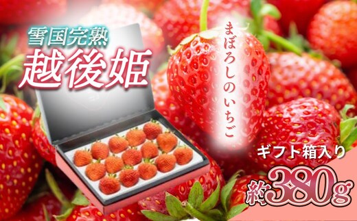 いちご 新潟 雪国完熟越後姫シングル（約380g）ギフト箱入り イチゴ 苺 フルーツ お取り寄せ 贈り物 上越