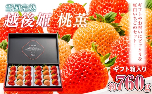 いちご 新潟 雪国完熟越後姫桃薫ダブル（約760g）ギフト箱入り食べ比べセット イチゴ 苺 贈り物 上越