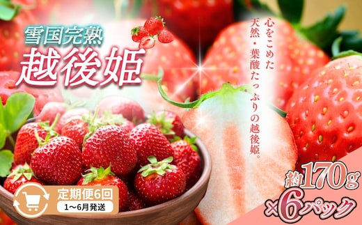 定期便 6回【1～6月発送】雪国完熟越後姫 170g×6全6回 定期配送 越後姫 いちご 定期便 完熟 苺 新潟 上越