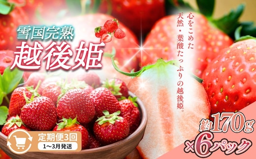 定期便 3回【1～3月発送】雪国完熟いちご越後姫 170g×6全3回 定期配送 越後姫 いちご 定期便 完熟 苺 新潟