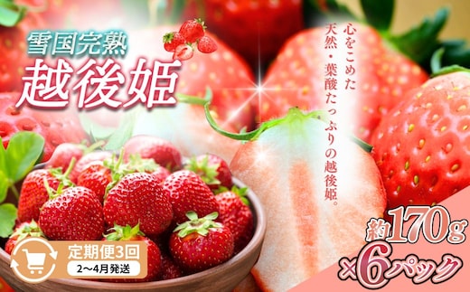 定期便 3回【2～4月発送】雪国完熟いちご越後姫 170g×6全3回 定期配送 越後姫 いちご 定期便 完熟 苺 新潟
