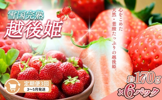 定期便 3回【3～5月発送】雪国完熟いちご越後姫 170g×6全3回 定期配送 越後姫 いちご 定期便 完熟 苺 新潟