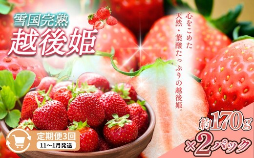 先行予約 定期便 3回【11～1月発送】いちごの定期配送 雪国完熟いちご越後姫170g×2全3回 越後姫 いちご 定期便 完熟 苺の花ことば