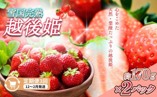 先行予約 定期便 3回【12～2月発送】いちごの定期配送 雪国完熟いちご越後姫170g×2全3回 越後姫 いちご 定期便 完熟 苺の花ことば