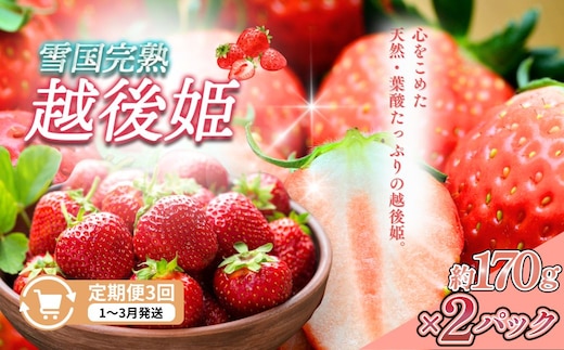 定期便 3回【1～3月発送】雪国完熟いちご越後姫 170g×2全3回 定期配送 越後姫 いちご 定期便 完熟 苺 新潟