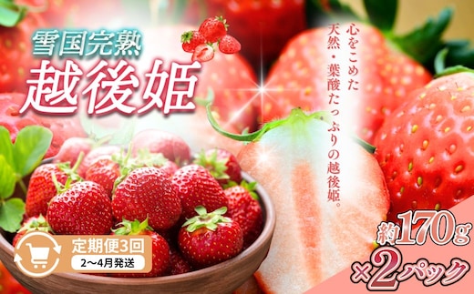 定期便 3回【2～4月発送】雪国完熟いちご越後姫 170g×2全3回 定期配送 越後姫 いちご 定期便 完熟 苺 新潟