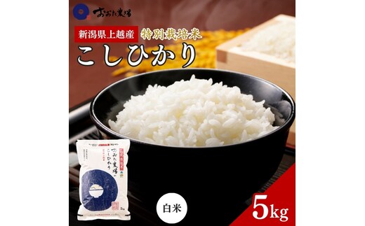 米 【令和7年産】 新潟県上越産 特別栽培米 コシヒカリ 【白米】 5kg 5キロ お米 こめ 白米 こしひかり