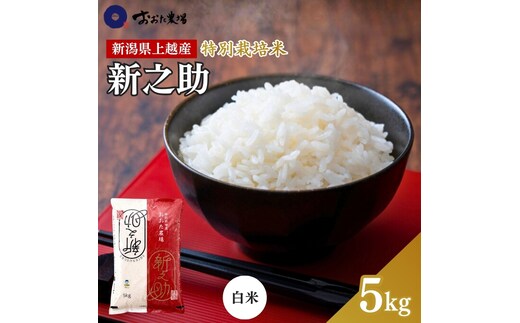 米 【令和7年産】 新潟県上越産 特別栽培米 新之助 【白米】 5kg 5キロ お米 こめ 白米 食品 人気 おすすめ にいがた 上越 上越産