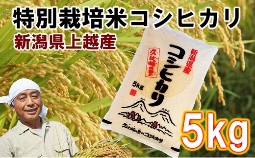 お米 新潟県上越産 特別栽培米 コシヒカリ 5kg 令和7年産 こしひかり 米 こめ おすすめ ふるさと納税 新潟 新潟県産 にいがた 上越 上越産