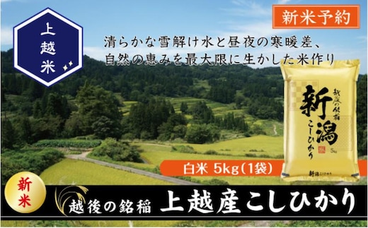 令和7年産 新潟県上越産こしひかり 精米 5kg 上越市 米 コメ コシヒカリ