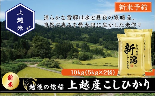 令和7年産 新潟県上越産こしひかり 精米 10kg 上越市 米 コメ コシヒカリ