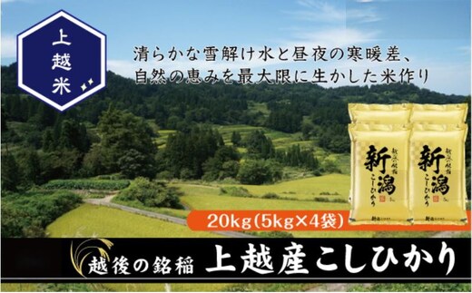 令和7年産 新潟県上越産こしひかり 精米 20kg 上越市 米 コメ コシヒカリ