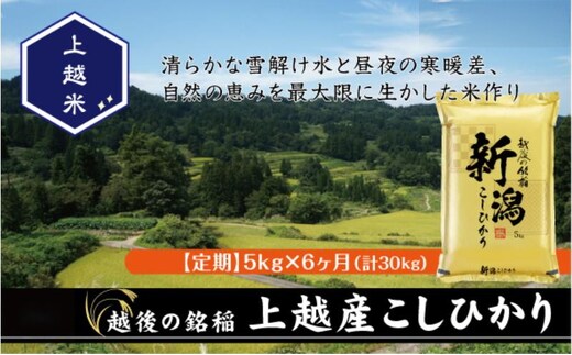 令和7年産 新潟県上越産こしひかり 精米 5kg 6か月定期便 上越市 米 コメ コシヒカリ
