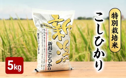 令和7年 新潟県産コシヒカリ 特別栽培米 5kg 5キロ 上越市 三和区神田 富永農産 有機肥料、自家製たい肥を使用し米つくり 送料無料