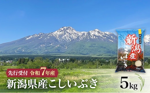 【令和7年産 こしいぶき】10月中旬より順次発送 新潟県産こしいぶき 5kg 上越市 米 こめ コメ お取り寄せ