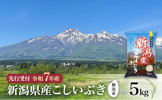 【令和7年産 | 無洗米 こしいぶき】10月中旬より順次発送 無洗米 新潟県産こしいぶき 5kg 上越市 米 こめ コメ お取り寄せ