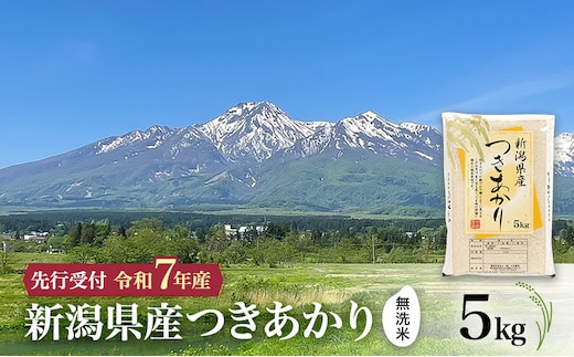 【令和7年産 | 無洗米 つきあかり】10月中旬より順次発送 無洗米 新潟県産つきあかり 5kg 上越市 米 こめ コメ お取り寄せ