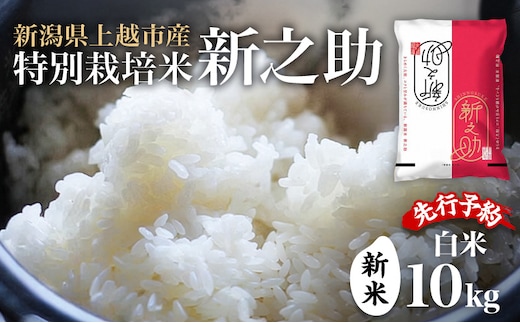 先行予約 令和8年 新米 新潟県上越市産 特別栽培米 新之助 10kg （5kg×2袋）お米 コメ ふぁーむ大地