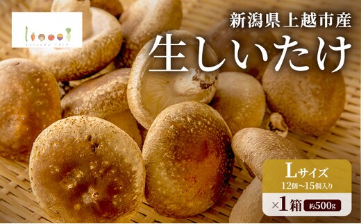 新潟県上越市産 肉厚 生しいたけ シイタケ 椎茸 Lサイズ 約500g（12個〜15個入り）×1箱 秋山農場グリーンプロジェクト