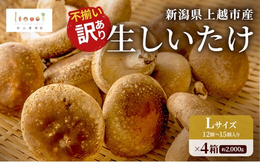 不揃い 訳あり 肉厚 新潟県上越市産 生しいたけ シイタケ 椎茸 約500g ×4箱（計約2kg） 秋山農場グリーンプロジェクト
