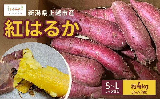 新潟県上越市産 紅はるか サツマイモ さつまいも S-Lサイズ混合 約4kg（2kg×2箱） 秋山農場グリーンプロジェクト