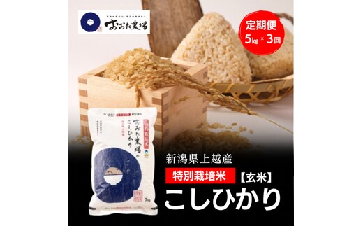令和8年産 新潟県上越産 特別栽培米 コシヒカリ 定期便 5kg×3回 計15kg 【玄米】 従来品種 こしひかり 新米 おおた農場 上越市